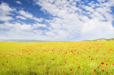 günbatımı üzerinde yeşil çayır.