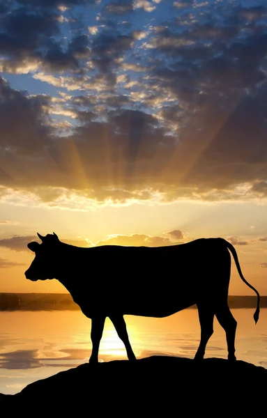 stock image Cow on sunset