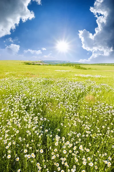 Велике поле квітів на сході сонця . — стокове фото