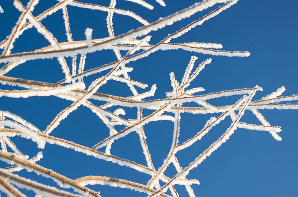 Tree branches covered with hoarfrost — Stock Photo, Image