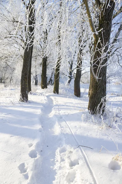 Zobacz w zimowym lesie — Zdjęcie stockowe
