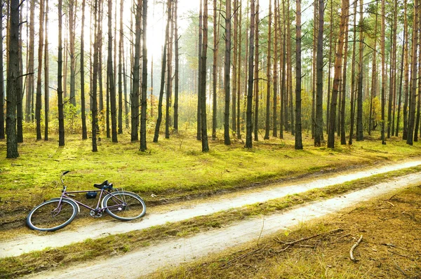 Stock image Pine forest