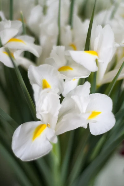 Iris blanco Imagen De Stock