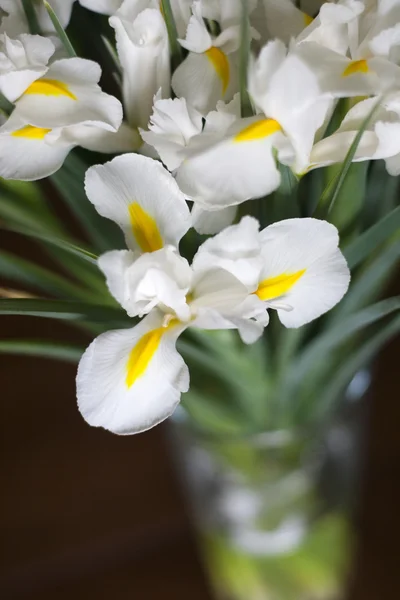 Bouquet di iris bianchi Foto Stock Royalty Free
