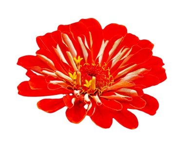 Zinnia elegans