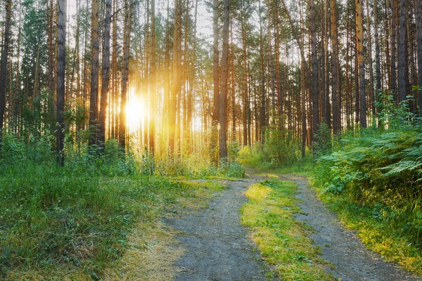 Puesta de sol en el bosque —  Fotos de Stock