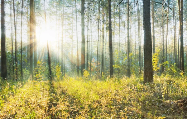 Matahari terbenam di hutan — Stok Foto