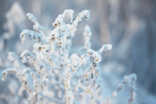 Bevroren plant — Stockfoto