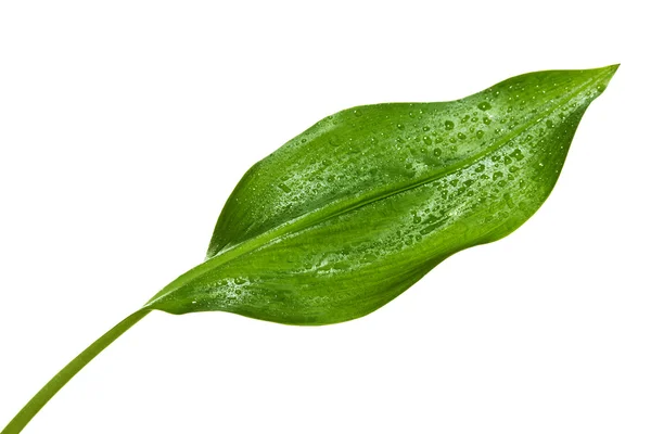 Zielony liść z kroplami wody — Zdjęcie stockowe