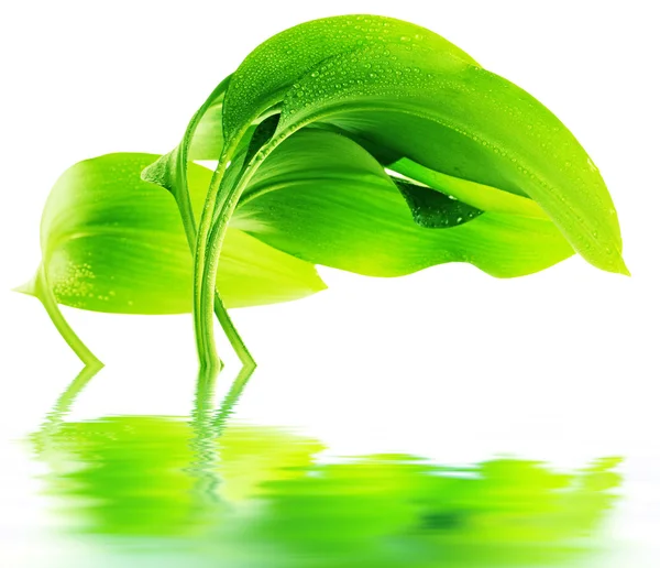 Капли на зеленом растении — стоковое фото