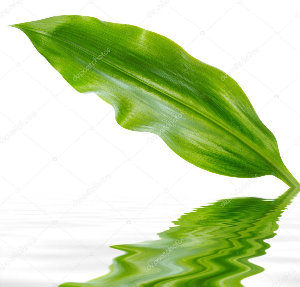 avlntn