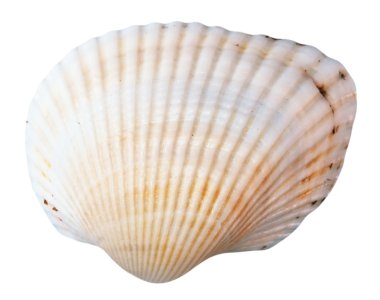 Seashell clipart