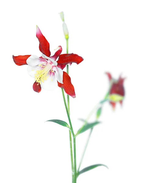 Aquilegia caerulea — Stok fotoğraf