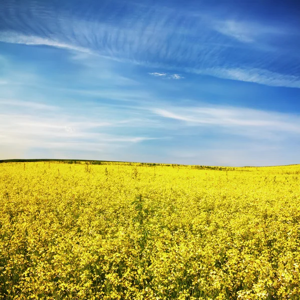 Żółte pole rzepaku — Zdjęcie stockowe