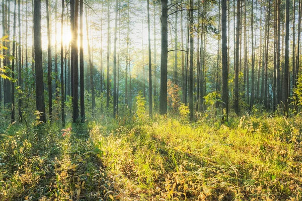 Sonnenuntergang im Wald — Stockfoto