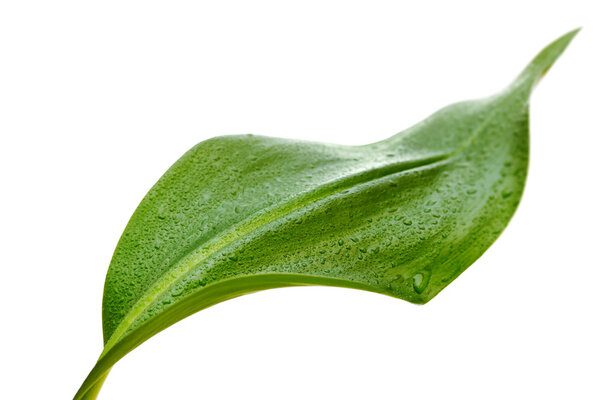 Зеленый лист с капельками воды