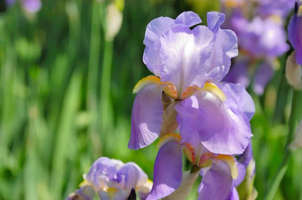 stock image Iris flower