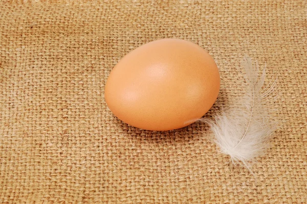 1 つの黄色の卵 — ストック写真