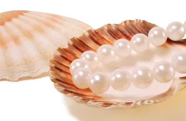Sea shell with pearls — Stockfoto
