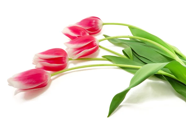 Five pink tulips — Stock Photo, Image