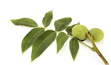 Walnut in a cover clipart