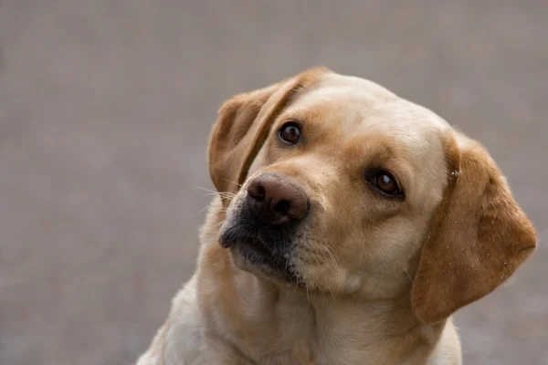 köpeğe benziyor