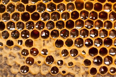 Honeycomb clipart