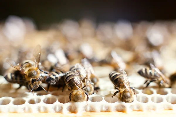 Işçi arılar — Stok fotoğraf