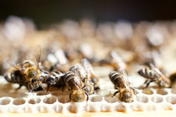 Abejas obreras — Foto de Stock