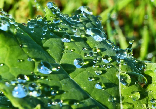 Droplets of dew — Stock Photo, Image