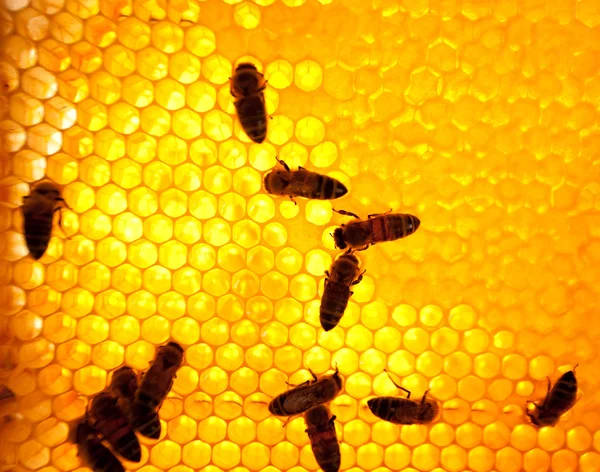 Worker bees — Stock Photo, Image