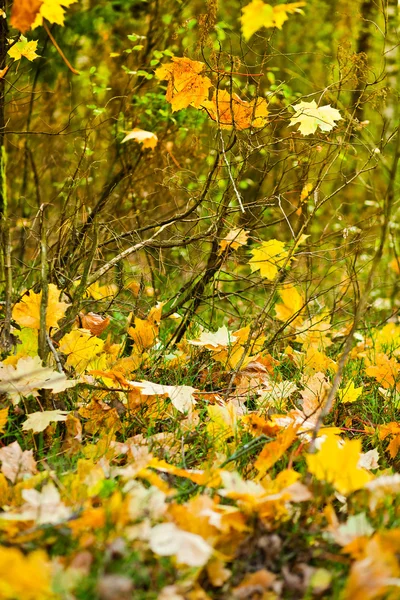 Feuilles jaunes d'automne — Photo