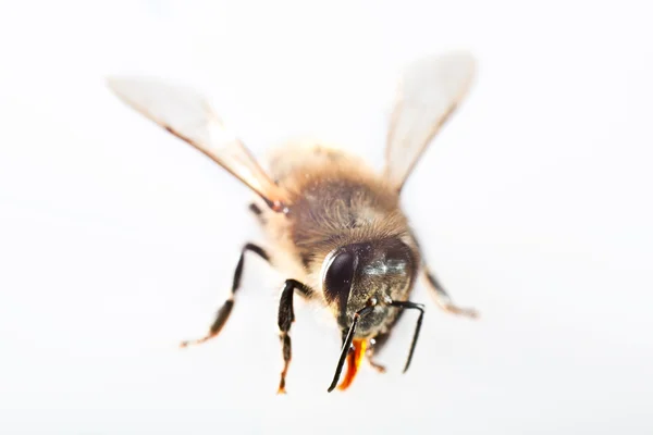 Одна пчела — стоковое фото