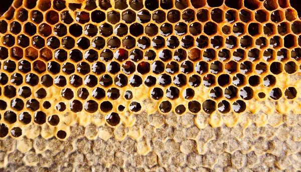 Peine de abeja — Foto de Stock