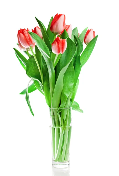 Stock image Tulips