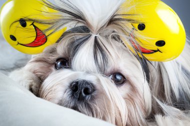 Shih tzu dog clipart