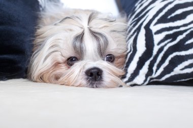 Shih tzu köpek