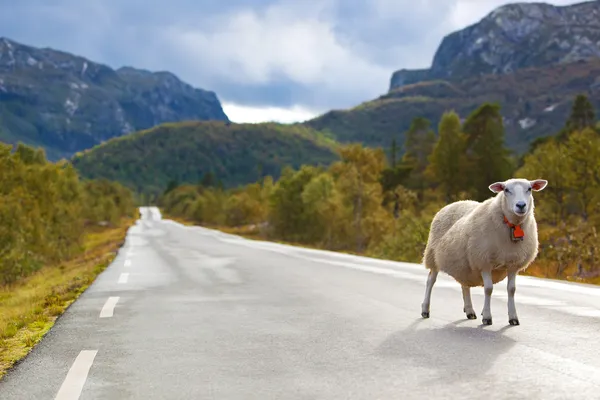 Caminhada de ovelhas ao longo da estrada — Fotografia de Stock