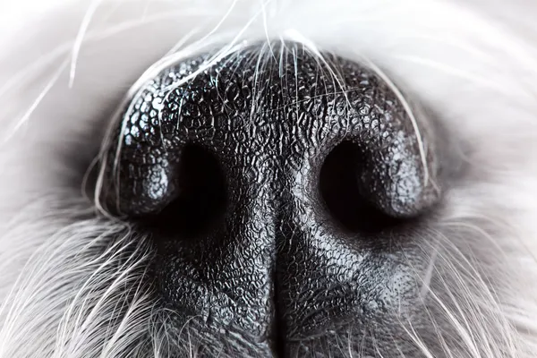 Hund näsa närbild — Stockfoto