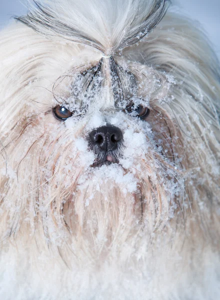 Shih Tzu perro — Foto de Stock