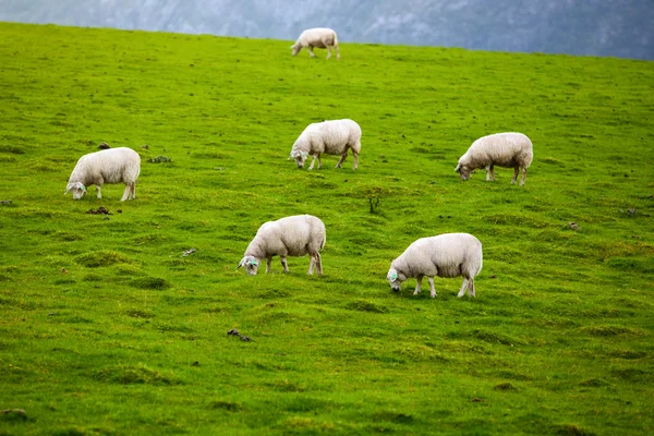 Moutons dans les pâturages — Photo