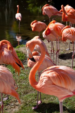 Bir grup pembe flamingo.