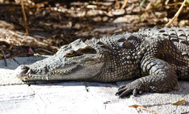 Laying crocodile