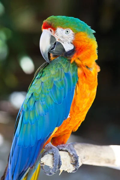 stock image Blue Yellow Macaw Parrot Bird