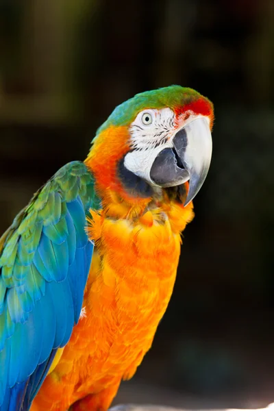Red Blue Macaw Parrot Bird — Stock Photo, Image