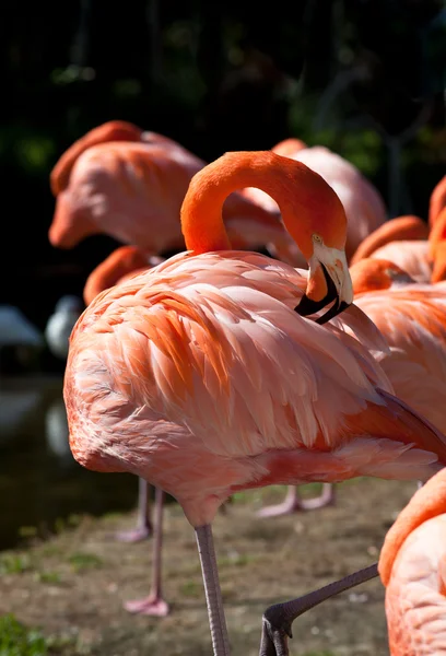 Группа розовых фламинго — стоковое фото
