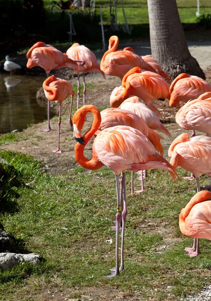 A group of pink flamingos — Stock Photo, Image
