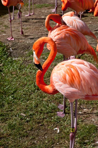 Группа розовых фламинго — стоковое фото