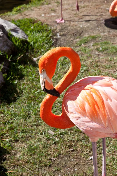 Rózsaszín flamingó — Stock Fotó