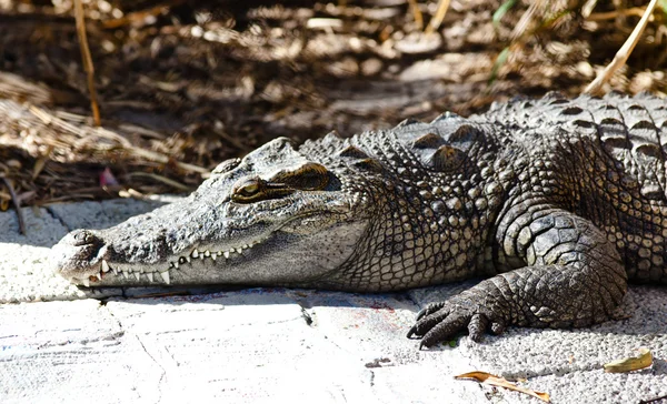 Kterým se krokodýl — Stock fotografie